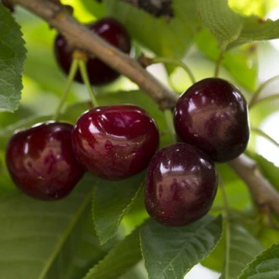 Вишня ЛАСУХА в Волжском