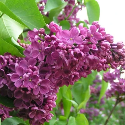 Сирень ДЕНЬ ПОБЕДЫ в Волжском