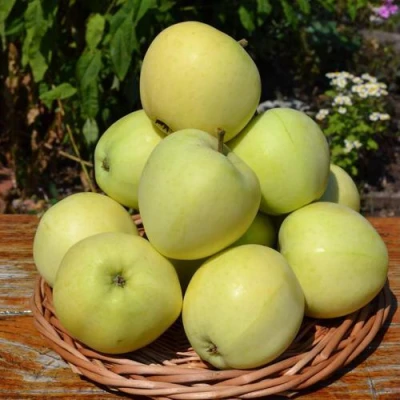 Яблоня ПАПИРОВКА в Волжском