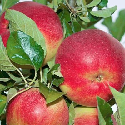 Яблоня СЕНАТОР колонновидная в Волжском