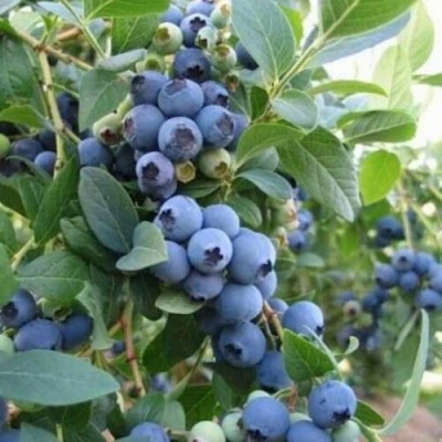 Голубика ЭЛЛИОТ в Волжском