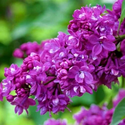 Сирень ОГНИ ДОНБАССА в Волжском