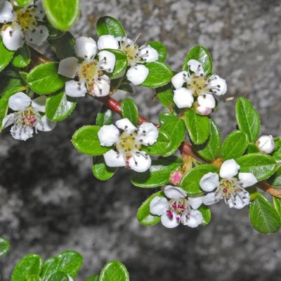 Кизильник ТАНГСТЕДТ горизонтальный  в Волжском