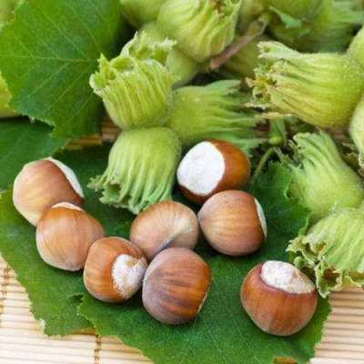 Фундук КРЕПКИЙ ОРЕШЕК в Волжском