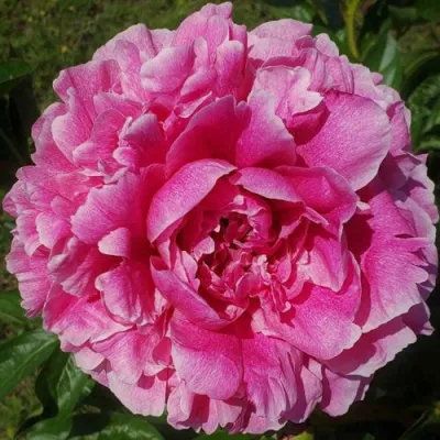 Пион ЗЕ ФОН травянистый в Волжском