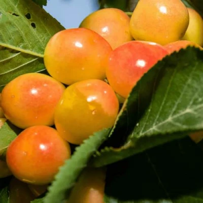 Дюк (черевишня) БЕЛОЧКА в Волжском