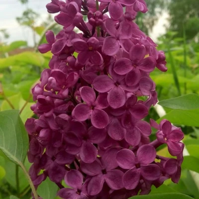 Сирень ИНДИЯ в Волжском