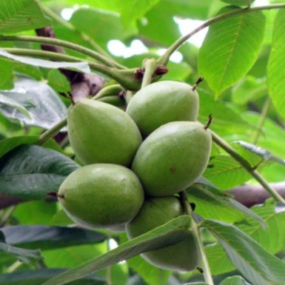 Орех маньчжурский МИЧУРИНЕЦ в Волжском