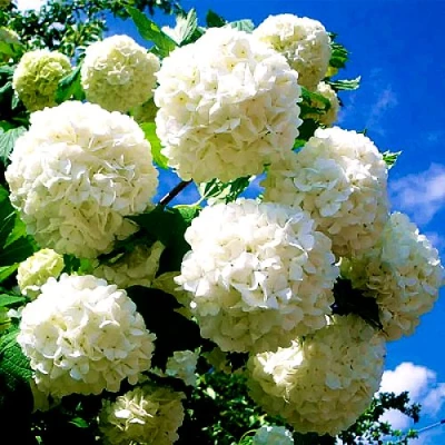 Калина БУЛЬДЕНЕЖ в Волжском