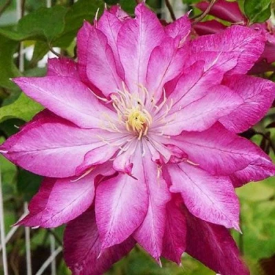 Клематис КАЕН в Волжском