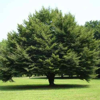 Бук обыкновенный в Волжском