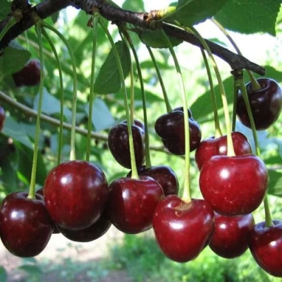 Вишня БЫСТРИНКА в Волжском