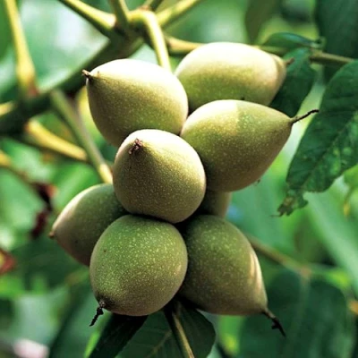 Орех МАНЬЧЖУРСКИЙ в Волжском