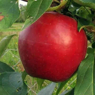 Яблоня РЕДФРИ в Волжском