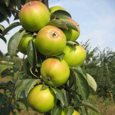 Яблоня ЛУКОМОР колонновидная в Волжском