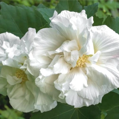 Гибискус АДМИРАЛ ДЕВЕЙ сирийский в Волжском