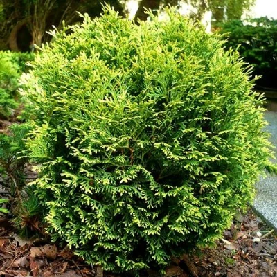 Туя ВОТЕРФИЛД западная в Волжском