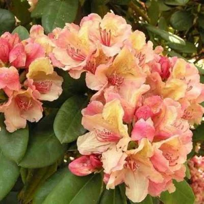 Рододендрон ФЛАУТАНДО в Волжском