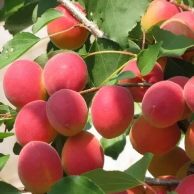 Абрикос РУБИН в Волжском