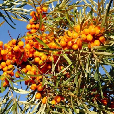 Облепиха ДАР МГУ в Волжском