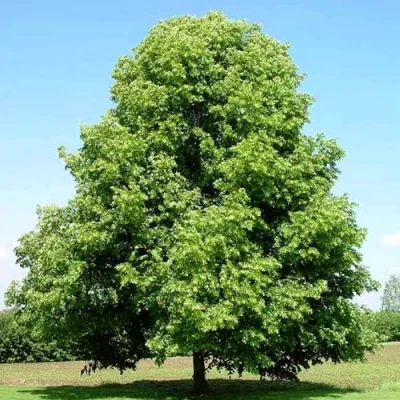 Липа мелколистная в Волжском