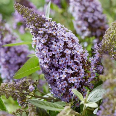 Буддлея давида БАТТЕРФЛЯЙ КАНДИ ЛИЛА СВИТХАРТ в Волжском