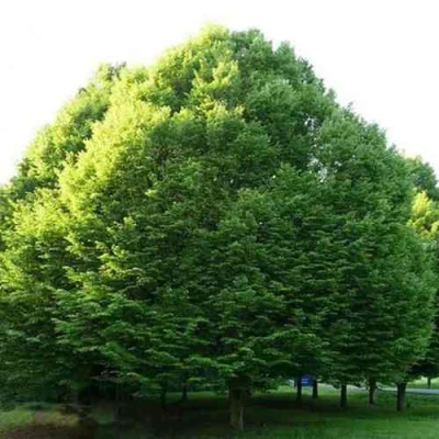 Граб японский в Волжском