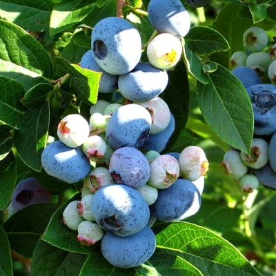 Голубика ВЕЙМУТ в Волжском