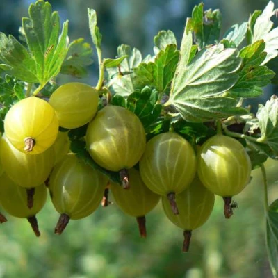 саженцы крыжовника юбилейный