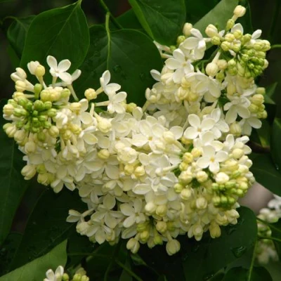 Сирень ПРИМРОУЗ в Волжском