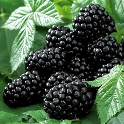 Ежевика БЛЭК БЬЮТИ в Волжском