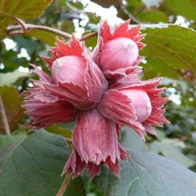 Фундук СКАРЛЕТТ в Волжском