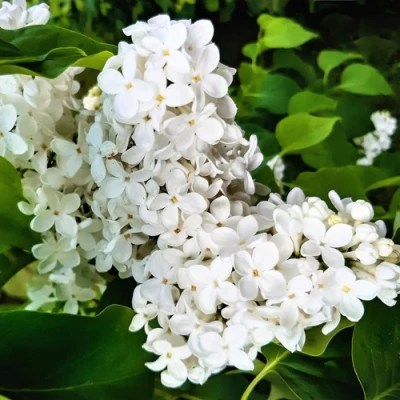 Сирень МАЛЕНЬКИЙ ПРИНЦ в Волжском