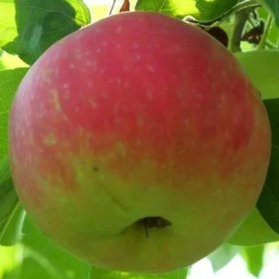 Яблоня УТРО в Волжском