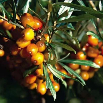 Облепиха ДАР КАЗАКОВУ в Волжском