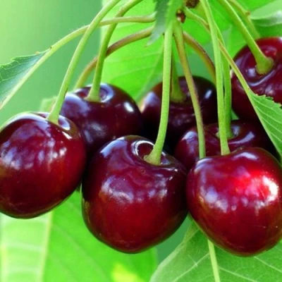 Вишня ВЯНОК в Волжском