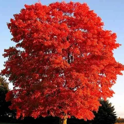 Дуб красный  в Волжском