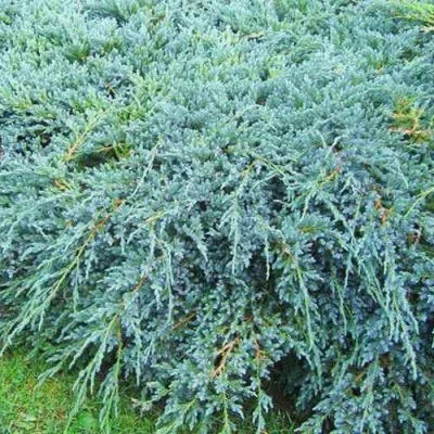 Можжевельник БЛЮ КАРПЕТ чешуйчатый в Волжском