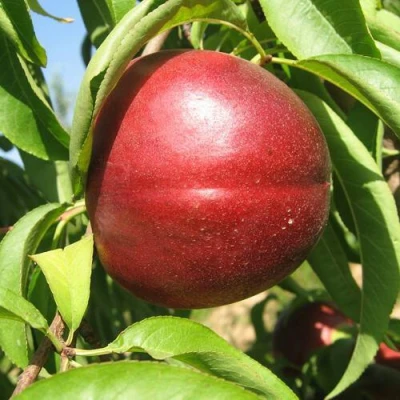 Нектарин ФАНТАЗИЯ в Волжском