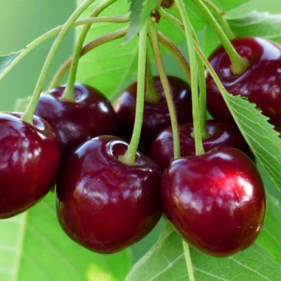 Дюк ЖИВИЦА (ЧЕРЕВИШНЯ) в Волжском