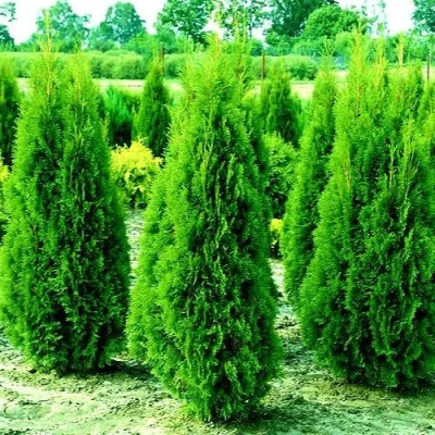 Туя ВИДМАНТ западная в Волжском