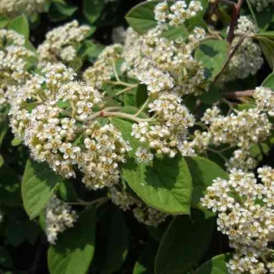 Кизильник пузырчатый в Волжском