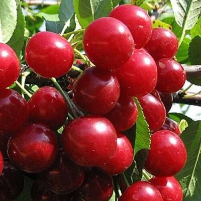 Вишня ГЛУБОКСКАЯ в Волжском