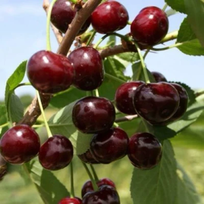 Вишня ГРИОТ БЕЛОРУССКИЙ в Волжском