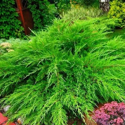 Можжевельник средний Mint Julep (МИНТ ДЖУЛЕП) в Волжском