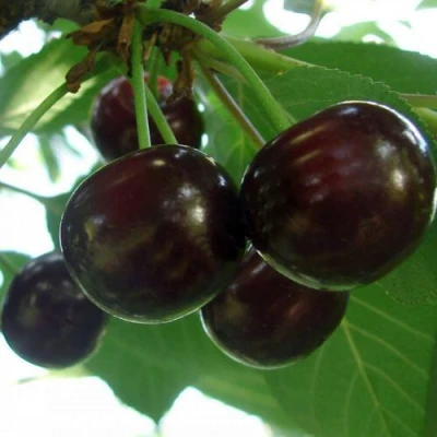 Дюк КСЕНИЯ (ЧЕРЕВИШНЯ) в Волжском