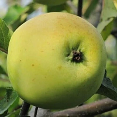 Яблоня РОССИЯНКА в Волжском