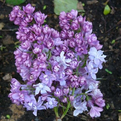 Сирень НАДЕЖДА в Волжском