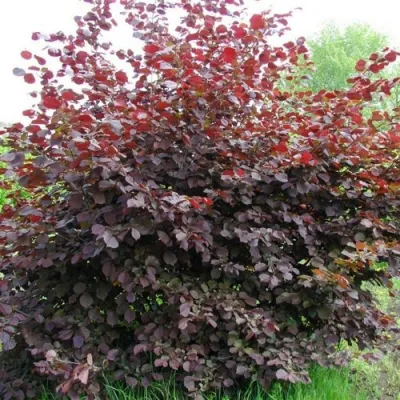 Фундук СИРЕНА в Волжском