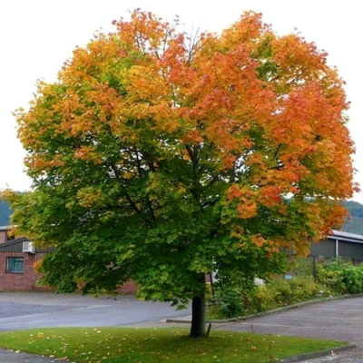 Клен остролистный в Волжском